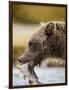 Grizzly Bear Carrying Spawning Salmon at Geographic Harbor-Paul Souders-Framed Photographic Print