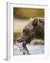 Grizzly Bear Carrying Spawning Salmon at Geographic Harbor-Paul Souders-Framed Photographic Print