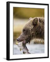 Grizzly Bear Carrying Spawning Salmon at Geographic Harbor-Paul Souders-Framed Photographic Print