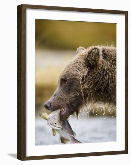 Grizzly Bear Carrying Spawning Salmon at Geographic Harbor-Paul Souders-Framed Photographic Print