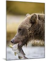 Grizzly Bear Carrying Spawning Salmon at Geographic Harbor-Paul Souders-Mounted Photographic Print