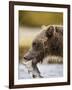 Grizzly Bear Carrying Spawning Salmon at Geographic Harbor-Paul Souders-Framed Photographic Print