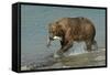 Grizzly Bear Catching Salmon from River-null-Framed Stretched Canvas