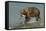 Grizzly Bear Catching Salmon from River-null-Framed Stretched Canvas