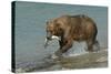 Grizzly Bear Catching Salmon from River-null-Stretched Canvas