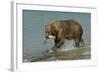 Grizzly Bear Catching Salmon from River-null-Framed Photographic Print