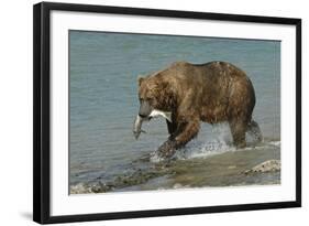 Grizzly Bear Catching Salmon from River-null-Framed Photographic Print