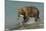 Grizzly Bear Catching Salmon from River-null-Mounted Photographic Print
