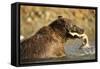 Grizzly Bear Catching Spawning Salmon at Kinak Bay-Paul Souders-Framed Stretched Canvas
