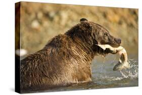 Grizzly Bear Catching Spawning Salmon at Kinak Bay-Paul Souders-Stretched Canvas