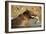 Grizzly Bear Catching Spawning Salmon at Kinak Bay-Paul Souders-Framed Photographic Print