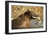 Grizzly Bear Catching Spawning Salmon at Kinak Bay-Paul Souders-Framed Photographic Print