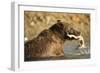 Grizzly Bear Catching Spawning Salmon at Kinak Bay-Paul Souders-Framed Photographic Print