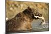 Grizzly Bear Catching Spawning Salmon at Kinak Bay-Paul Souders-Mounted Photographic Print