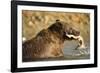 Grizzly Bear Catching Spawning Salmon at Kinak Bay-Paul Souders-Framed Photographic Print