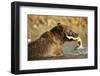 Grizzly Bear Catching Spawning Salmon at Kinak Bay-Paul Souders-Framed Photographic Print