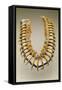 Grizzly Bear Claw Necklace, Iowa, Native American, C.1830-American-Framed Stretched Canvas