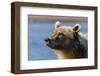 Grizzly bear close-up, Lake Clark National Park and Preserve, Alaska-Adam Jones-Framed Photographic Print