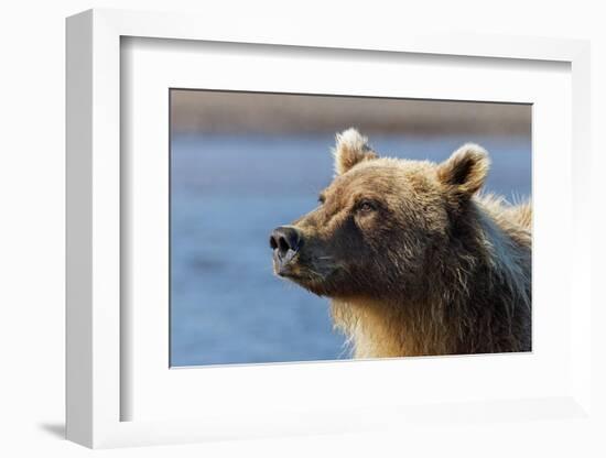 Grizzly bear close-up, Lake Clark National Park and Preserve, Alaska-Adam Jones-Framed Photographic Print