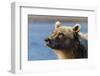 Grizzly bear close-up, Lake Clark National Park and Preserve, Alaska-Adam Jones-Framed Photographic Print