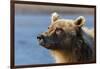 Grizzly bear close-up, Lake Clark National Park and Preserve, Alaska-Adam Jones-Framed Photographic Print