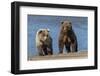 Grizzly bear cub and adult female, Lake Clark National Park and Preserve, Alaska.-Adam Jones-Framed Photographic Print