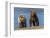 Grizzly bear cub and adult female, Lake Clark National Park and Preserve, Alaska.-Adam Jones-Framed Photographic Print