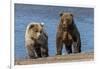 Grizzly bear cub and adult female, Lake Clark National Park and Preserve, Alaska.-Adam Jones-Framed Photographic Print