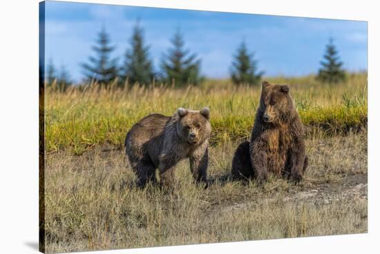 Grizzly bear cub and adult female, Lake Clark National Park and Preserve, Alaska.-Adam Jones-Stretched Canvas