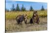 Grizzly bear cub and adult female, Lake Clark National Park and Preserve, Alaska.-Adam Jones-Stretched Canvas