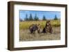 Grizzly bear cub and adult female, Lake Clark National Park and Preserve, Alaska.-Adam Jones-Framed Photographic Print