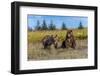 Grizzly bear cub and adult female, Lake Clark National Park and Preserve, Alaska.-Adam Jones-Framed Photographic Print