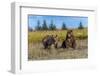 Grizzly bear cub and adult female, Lake Clark National Park and Preserve, Alaska.-Adam Jones-Framed Photographic Print