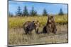 Grizzly bear cub and adult female, Lake Clark National Park and Preserve, Alaska.-Adam Jones-Mounted Photographic Print