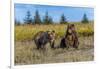 Grizzly bear cub and adult female, Lake Clark National Park and Preserve, Alaska.-Adam Jones-Framed Photographic Print