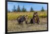 Grizzly bear cub and adult female, Lake Clark National Park and Preserve, Alaska.-Adam Jones-Framed Photographic Print