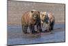 Grizzly bear cub and adult female, Lake Clark National Park and Preserve, Alaska.-Adam Jones-Mounted Photographic Print