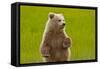 Grizzly Bear Cub Chewing Grass-W. Perry Conway-Framed Stretched Canvas