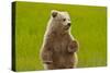 Grizzly Bear Cub Chewing Grass-W. Perry Conway-Stretched Canvas