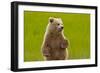 Grizzly Bear Cub Chewing Grass-W. Perry Conway-Framed Photographic Print