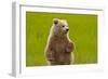 Grizzly Bear Cub Chewing Grass-W. Perry Conway-Framed Photographic Print