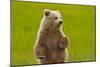 Grizzly Bear Cub Chewing Grass-W. Perry Conway-Mounted Photographic Print