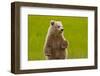 Grizzly Bear Cub Chewing Grass-W. Perry Conway-Framed Photographic Print