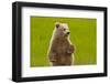 Grizzly Bear Cub Chewing Grass-W. Perry Conway-Framed Photographic Print