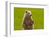 Grizzly Bear Cub Chewing Grass-W. Perry Conway-Framed Photographic Print