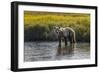 Grizzly bear cub crossing grassy meadow, Lake Clark NP and Preserve, Alaska, Silver Salmon Creek-Adam Jones-Framed Photographic Print