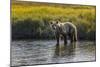 Grizzly bear cub crossing grassy meadow, Lake Clark NP and Preserve, Alaska, Silver Salmon Creek-Adam Jones-Mounted Photographic Print