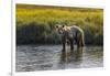 Grizzly bear cub crossing grassy meadow, Lake Clark NP and Preserve, Alaska, Silver Salmon Creek-Adam Jones-Framed Photographic Print