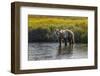 Grizzly bear cub crossing grassy meadow, Lake Clark NP and Preserve, Alaska, Silver Salmon Creek-Adam Jones-Framed Photographic Print