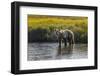 Grizzly bear cub crossing grassy meadow, Lake Clark NP and Preserve, Alaska, Silver Salmon Creek-Adam Jones-Framed Photographic Print